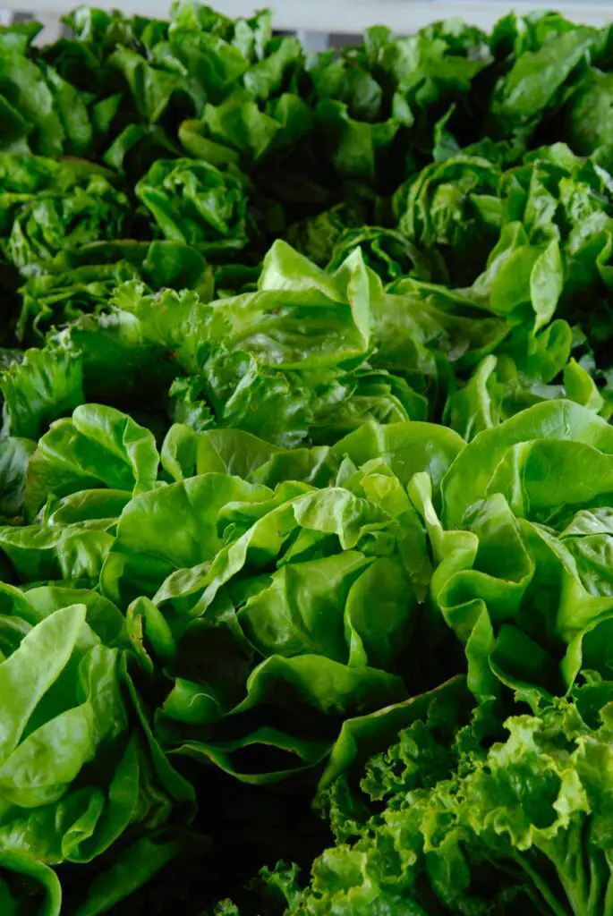 Leafy Green Vegetables